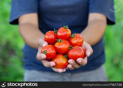 Red ripe tomatoes from the garden in the hands of a woman farmer. The concept of organic food, healthy nutrition and harvest. Red ripe tomatoes from garden in hands of farmer