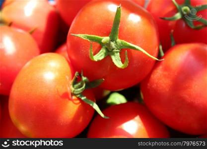 red ripe tomatoes . harvest from many bright ripe red tomatoes