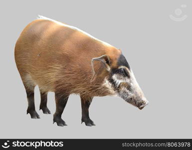 red river hog, african wild life isolated on white background