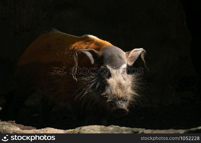 Red river hog ( Potamochoerus porcus )