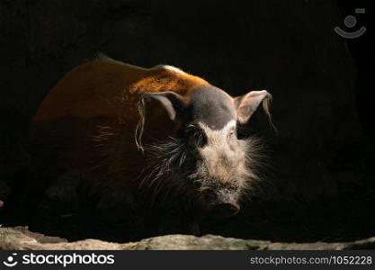 Red river hog ( Potamochoerus porcus )