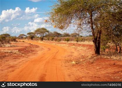 Red road in the savannah of Kenya with a big tree, baobab, with a blue sky and clouds