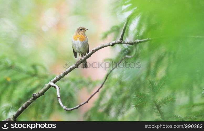 Red Robin (Erithacus rubecula) in the forest. Red Robin in the forest