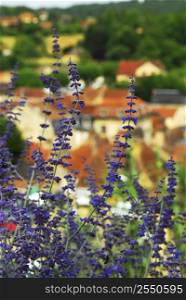 Red rooftops of medieval houses in Sarlat (Dordogne region, France) with blue flowers in foreground