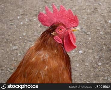 Red rooster portrait against the soil background outdoors, close-up