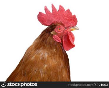 Red rooster portrait over white background, close-up