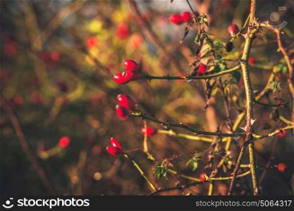 Red Rosa Rugosa berries on a bush in the fall in Scandinavian nature in autumn