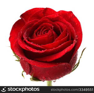 red rose