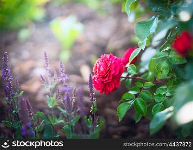Red rose and sage flowers on sunny garden or park background