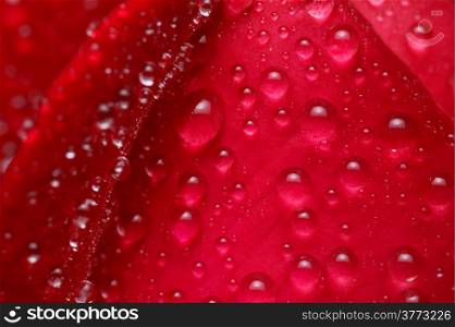 Red rose and water drops - macro, closeup for bacground