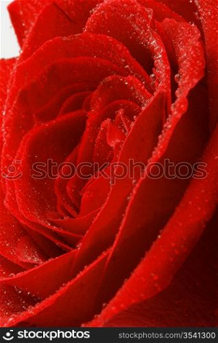 Red rose. Background