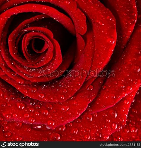 Red rose background, dew drops on the gentle fresh flower petals, floral wallpaper, romantic greeting card for Valentine day
