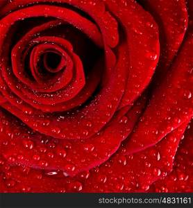 Red rose background, dew drops on the gentle fresh flower petals, floral wallpaper, romantic greeting card for Valentine day