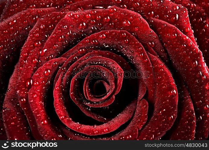 Red rose background, dew drops on the gentle fresh flower petals, romantic greeting card for Valentine day