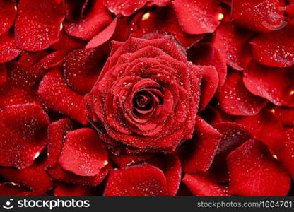 Red Rose Background. Morning Rose Backdrop. Flowers Photo Collection.