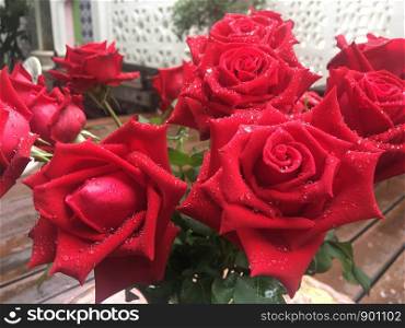 Red rose, beautiful bloom in Thailand
