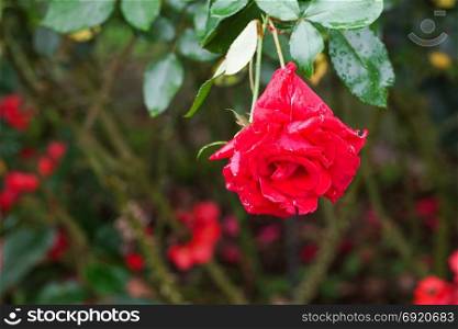 Red rose blooming in garden. Water drop on red rose in garden.