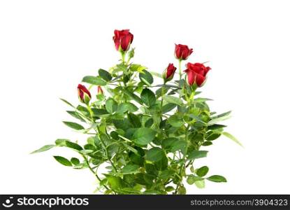 red rose bouquet isolated on white