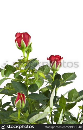 red rose bouquet isolated on white