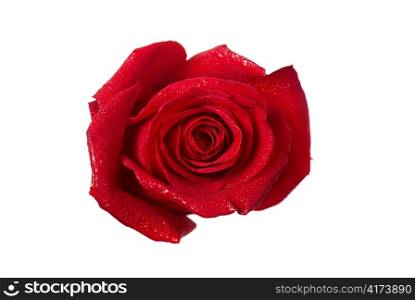 Red rose bud macro isolated on white background