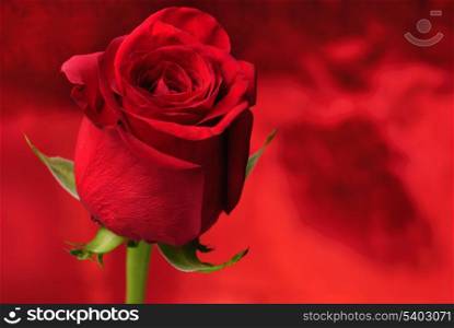 Red rose close up on defocused background