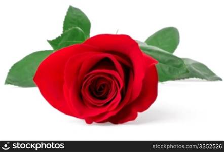 Red rose close-up. Red rose close-up isolated on white background