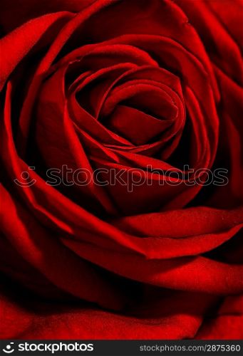 Red rose close-up shot