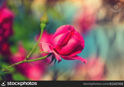 Red Rose, close up shot