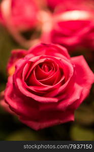 red rose closeup on black background