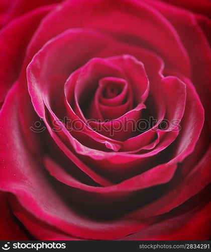 Red rose closeup photo.