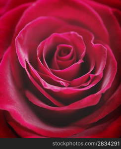 Red rose closeup photo.