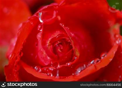Red rose closeup with water drops.