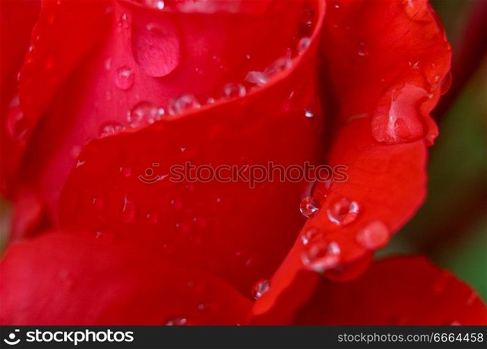 Red rose closeup with water drops.