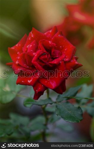 Red rose flower background. Red roses on a bush in a garden. Red rose flower. Red rose Pride of England. Red rose Pride of England blooming in roses garden