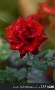 Red rose flower background. Red roses on a bush in a garden. Red rose flower. Red rose Pride of England. Red rose Pride of England blooming in roses garden