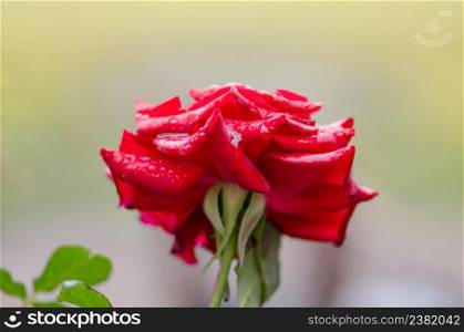 Red rose flower background. Red roses on a bush in a garden. Red rose flower. Red rose Burgund. Red rose Burgund blooming in roses garden
