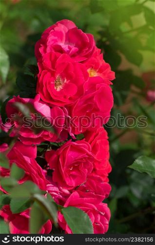 Red rose flower background. Red roses on a bush in a garden. Red rose flower. Red rose Scarlet. Red rose Scarlet blooming in roses garden