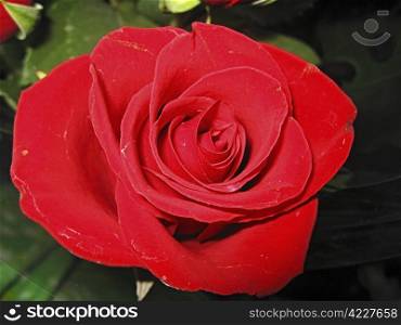 Red rose flower blooming