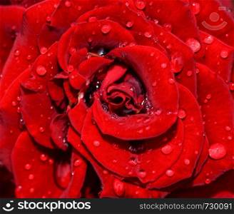 Red rose flower head close up. Red rose vith water drops. Top view, deep focus.. Red rose flower head close up.