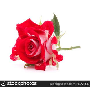 Red rose flower head isolated on white background cutout