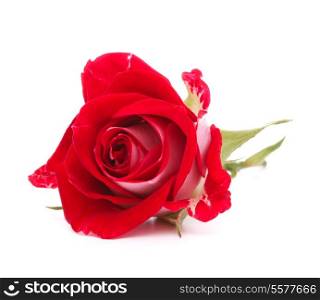 Red rose flower head isolated on white background cutout