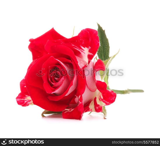 Red rose flower head isolated on white background cutout