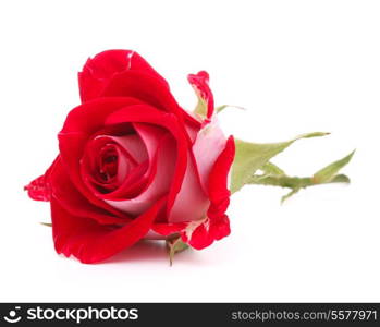 Red rose flower head isolated on white background cutout