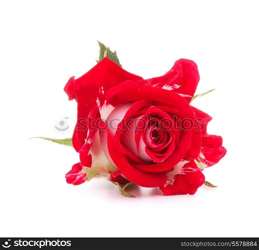 Red rose flower head isolated on white background cutout