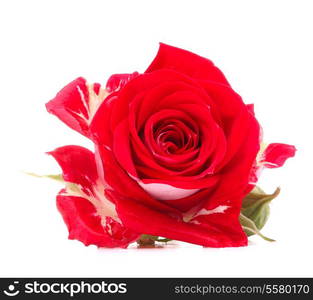 Red rose flower head isolated on white background cutout