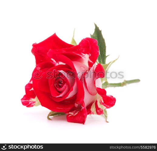 Red rose flower head isolated on white background cutout