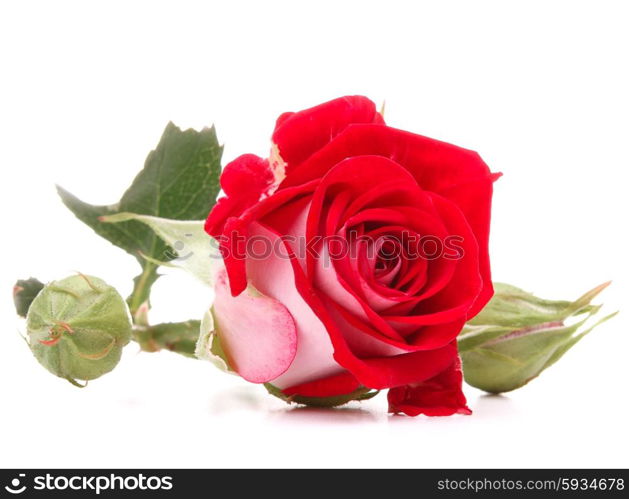 Red rose flower head isolated on white background cutout