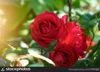 red rose flower plant in the garden in summer, red flowers in the nature