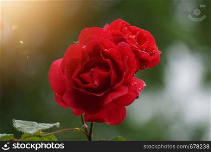 red rose flower plant in the nature in summer, red flowers in the garden