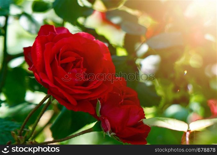 red rose flower plant in the nature in summer, red flowers in the garden